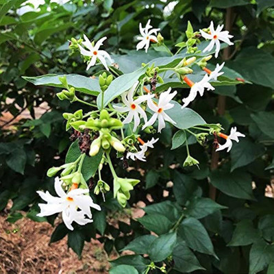 Arshiayat jasmine flower seeds Seed(75 per packet)