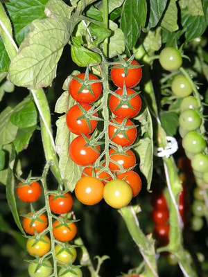 CYBEXIS Tomaccio Tomatoes500 Seeds Seed(500 per packet)