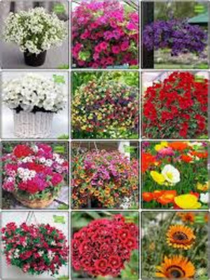 ibains Plants tools combo flower seeds Seed(335 per packet)