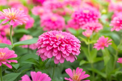 abiswas Zinnia Dahlia Flower Seeds for Gardening Seed(900 per packet)