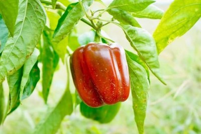 GREENSEA Capsicum, Shimla mirchi hybrid Seed(70 per packet)