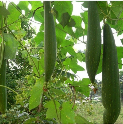 Quentova Sponge Gourd seeds-NST-8D Seed(75 per packet)
