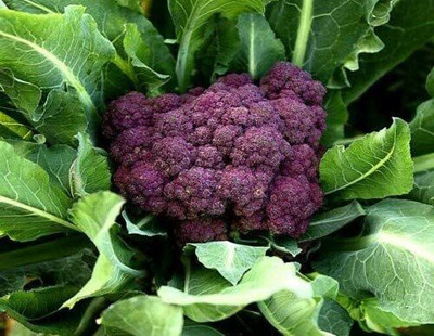 CYBEXIS Fast Germination Seeds of Vegetable Purple Broccoli Calabrese Miranda2000 Seeds Seed(2000 per packet)