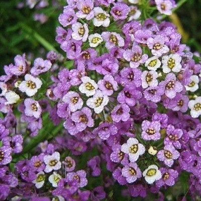 Avysa Sweet Alyssum (Dwarf) - Royal Carpet Seed(80 per packet)