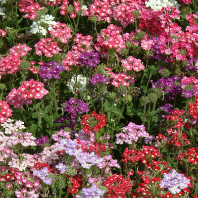 XOLDA Exotic verbena Seed(17 per packet)