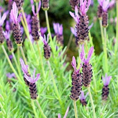 CYBEXIS XLL-1 - Spanish Lavender Plant - (750 Seeds) Seed(750 per packet)