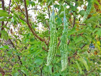 KNESSiN Lonng Bitter Gourd/Karela/Pavakai-{400 Seeds} Seed(400 per packet)