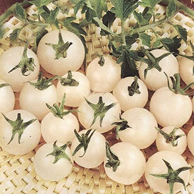 Biosnyg Disease-Resistant Italian Ice Cherry Tomato Seeds for Garden - (2000 Seeds) Seed(2000 per packet)
