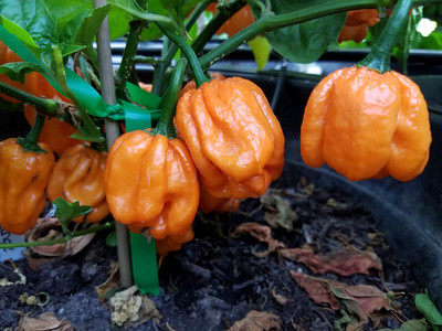 Biosnyg Hybrid Scotch Bonnet Freeport Pepper Seeds for Home Gardening-(400 Seeds) Seed(400 per packet)