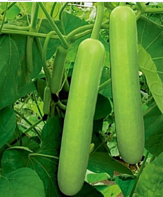 SRKR SEEDAGRO Long Bottle Gourd - Calabash-Lauki-Ghiya-Lau Hybrid Vegetable Seed(15 per packet)