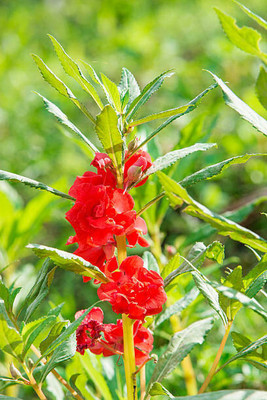 Cloud Farm balsam frower Seed(20 per packet)