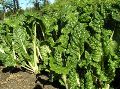 LPR SPINACH , PALAKH Seed(25 per packet)