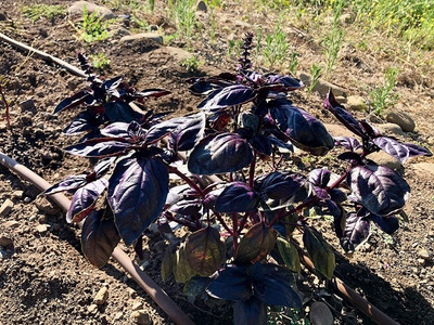WILLVINE NDIR-104 Amethyst Purple Basil Seeds Seed(2000 per packet)