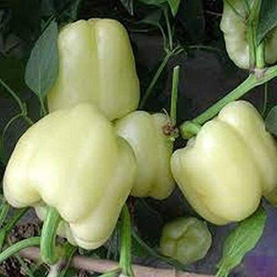 CYBEXIS White Bell Pepper Capsicum Seeds2400 Seeds Seed(2400 per packet)