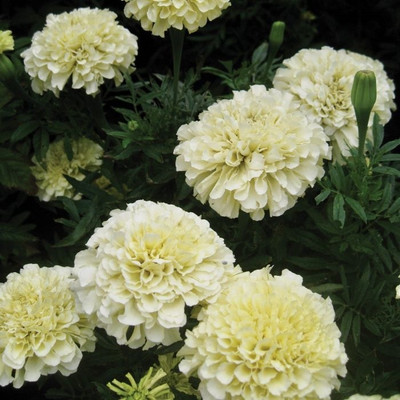 VibeX ® LXI-754 F-2 Marigold Vanilla White Seed(500 per packet)