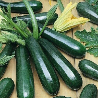 Qualtivate PUAS-3A Squash Green/Zucchini Seed(30 per packet)