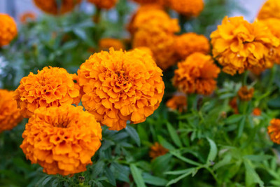 SONIRO marigold/gende ka phool flower seeds Seed(50 per packet)