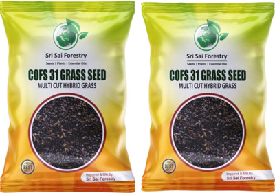 SRI SAI FORESTRY Cofs 31 Grass Seeds(Pack 2),COFS Multi Cut Grass Seed,Cow Grass Seed(800 per packet)