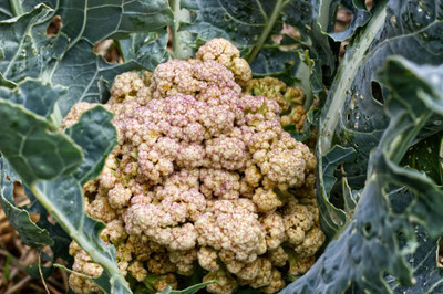 Shree Dev white cauliflower,gobhee seeds Seed(13 per packet)