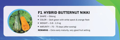 VibeX F1 HYBRID SQUASH BUTTERNUT NIKKI(100 Seeds) Seed(100 per packet)