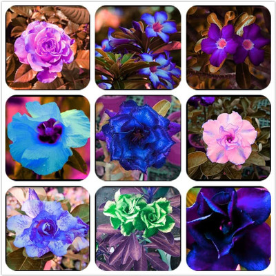 Qualtivate XLL-481 Easy to Grow Mixed Type Adenium Obesum Seed(30 per packet)