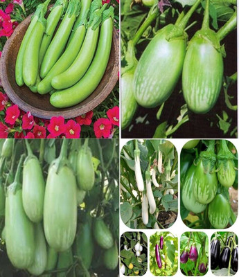 ibains Plant seed vegetable brinjal white seeds beez 37 Seed(67 per packet)
