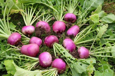 Aywal Turnip / Salgam Seed(200 per packet)