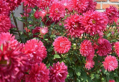 CYBEXIS Chrysanthemum Seed(270 per packet)