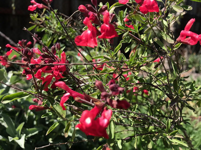 Qualtivate HUA-3A Salvia greggii Autumn Sage Seed(100 per packet)