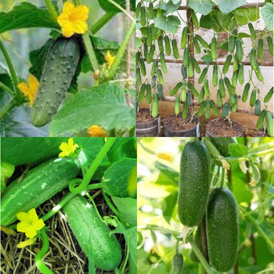 ibains Vellari seeds cucumber kakri seeds bij 40 Seed(40 per packet)
