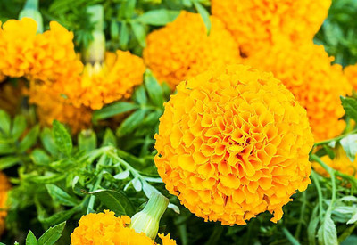 Geloso marigold/gende ka phool flower seeds Seed(50 per packet)