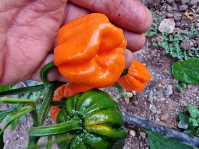 Biosnyg Disease-Resistant Bahamian Goat Chilli Seeds for Terrace Gardening-(2000 Seeds) Seed(2000 per packet)