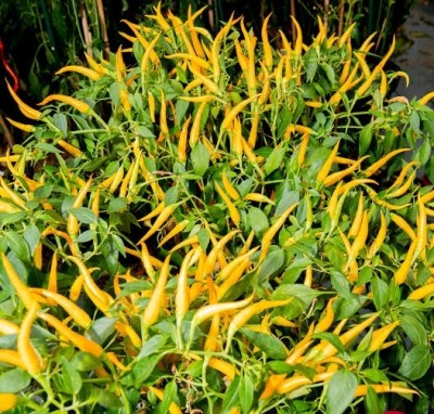 BSARKAR Yellow chilli seeds Seed(30 per packet)