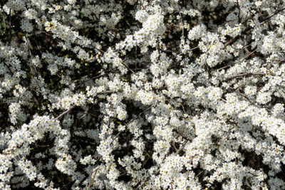 Plantzone gypsophila flower Seed(50 per packet)