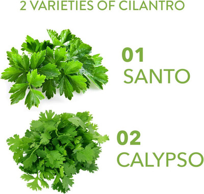 VibeX XL-29 - Calypso & Santo Cilantro - (250 Seeds) Seed(250 per packet)