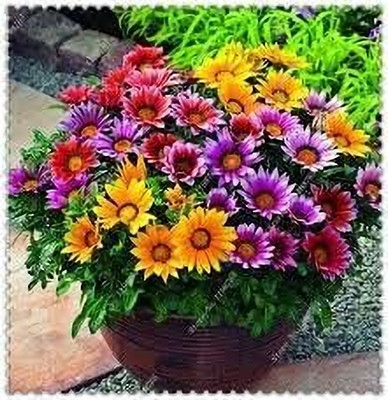 Aywal Gazania Mixed Color Hybrid Seeds - Garden Flower Seed(100 per packet)