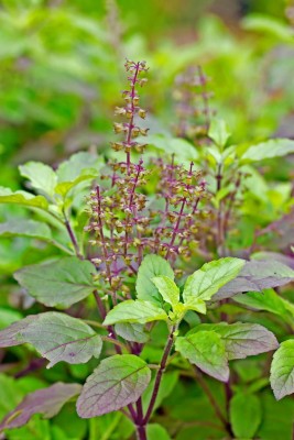 Quentova Holy Basil Rama Tulsi - Tulasi - (Ocimum tenuiflorum)-RAJ-5K Seed(250 per packet)