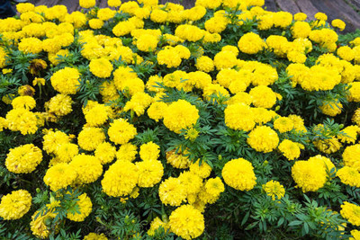 Arlo marigold/gende ka phool flower seeds Seed(75 per packet)