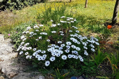 Lorvox Dimorphotheca Crosta White Seed(70 per packet)