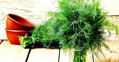 VibeX PAU-11 - Herb Dill Mammoth Giant - (750 Seeds) Seed(750 per packet)