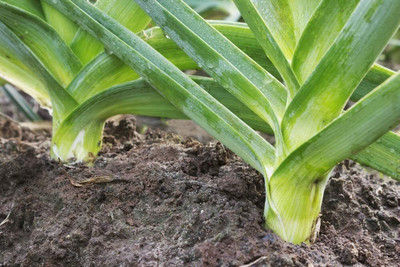 KNESSiN Heat Tolerant Giant Leek Onion Seeds For Kitchen Gardening-(300 Seeds) Seed(300 per packet)