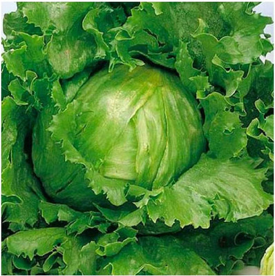 CYBEXIS TLX-58 - Crisphead Great Lakes Lettuce - (150 Seeds) Seed(150 per packet)