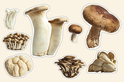 XOLDA Organic mushroom herb Seed(32 per packet)