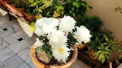 CYBEXIS Chrysanthemum / Guldaudi Hybrid Seeds Seed(25 per packet)