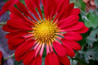 Quentova Chrysanthemum Flower(Spoon)-11D-RXI Seed(100 per packet)