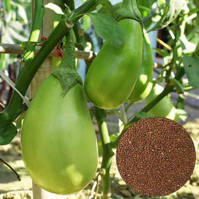 CYBEXIS Good Germination Green Brinjal Seeds2400 Seeds Seed(2400 per packet)