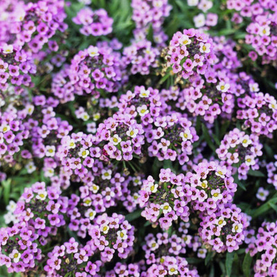 VINGTON Alyssum- Royal Carpet Seed(80 per packet)