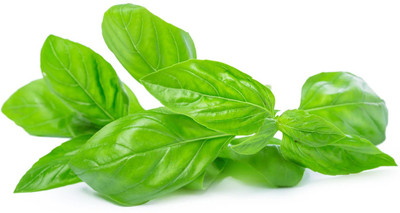 XEFRA Italian Basil - Broad Leaf Seed(70 per packet)