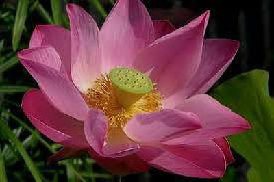 CARIBBEAN LOTUS SEEDS Seed(12 per packet)