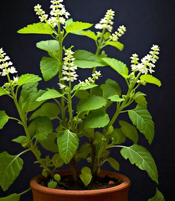 LPR TULSI, BASIL SEEDS Seed(50 per packet)